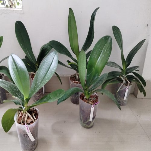 Phalaenopsis Ganlin Pearl B S Phalaenopsis Ganlin Pearl B S